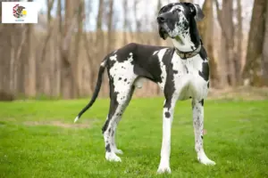 Read more about the article Great Dane breeders and puppies in Illinois