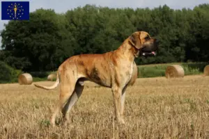 Read more about the article Great Dane breeders and puppies in Indiana