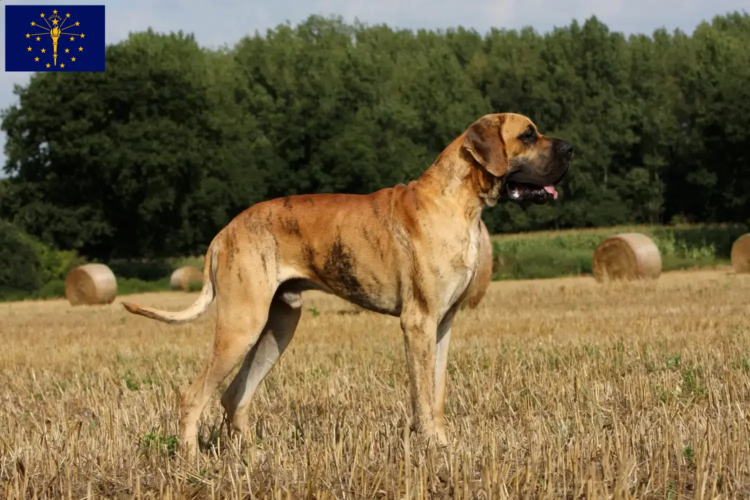 Great Dane puppies and breeder Indiana Find Great Dane breeders in Indiana.