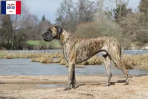 Read more about the article Great Dane breeders and puppies in Iowa