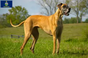 Read more about the article Great Dane breeders and puppies in Kansas