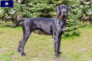 Read more about the article Great Dane breeders and puppies in Kentucky