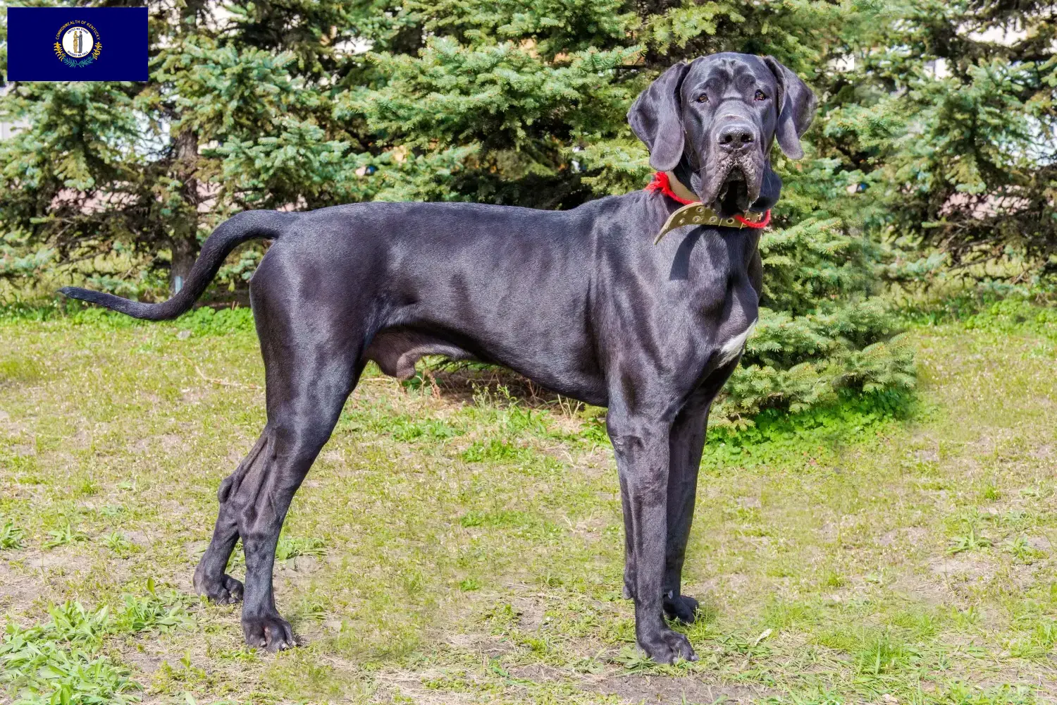 Great Dane puppies and breeder Kentucky Here you can find Great Dane breeders in Kentucky.