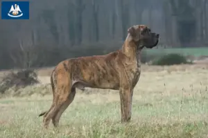 Read more about the article Great Dane breeders and puppies in Louisiana