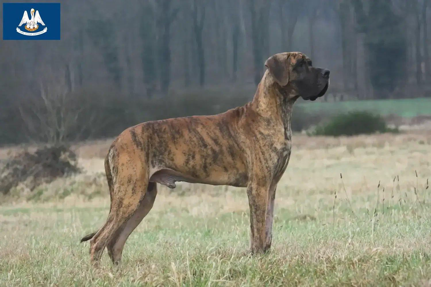 Great Dane puppies and breeder Louisiana Find Great Dane breeders in Louisiana.