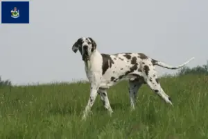 Read more about the article Great Dane breeders and puppies in Maine