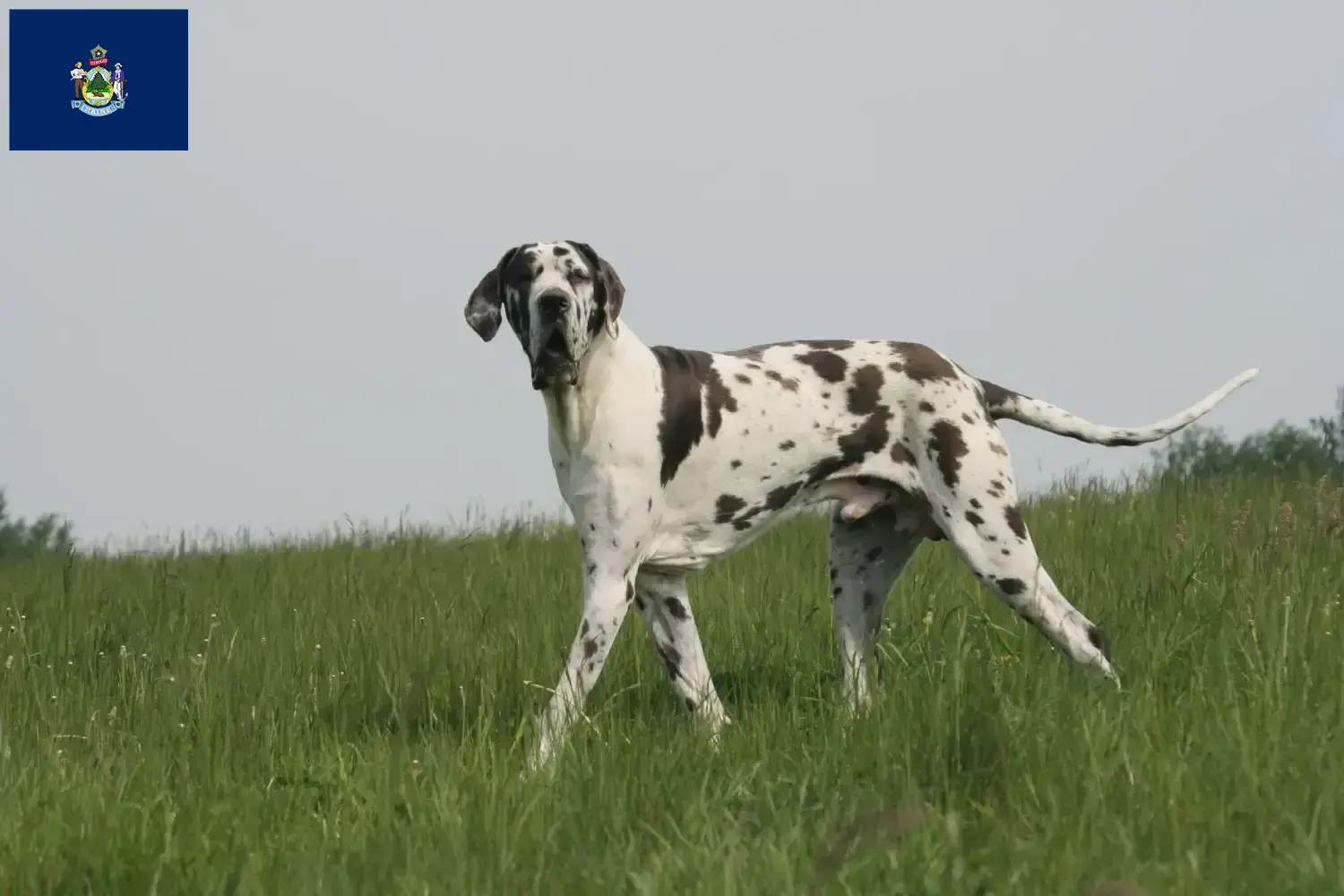 Great Dane puppies and breeder Maine Find Great Dane breeders in Maine here.