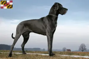 Read more about the article Great Dane breeders and puppies in Maryland