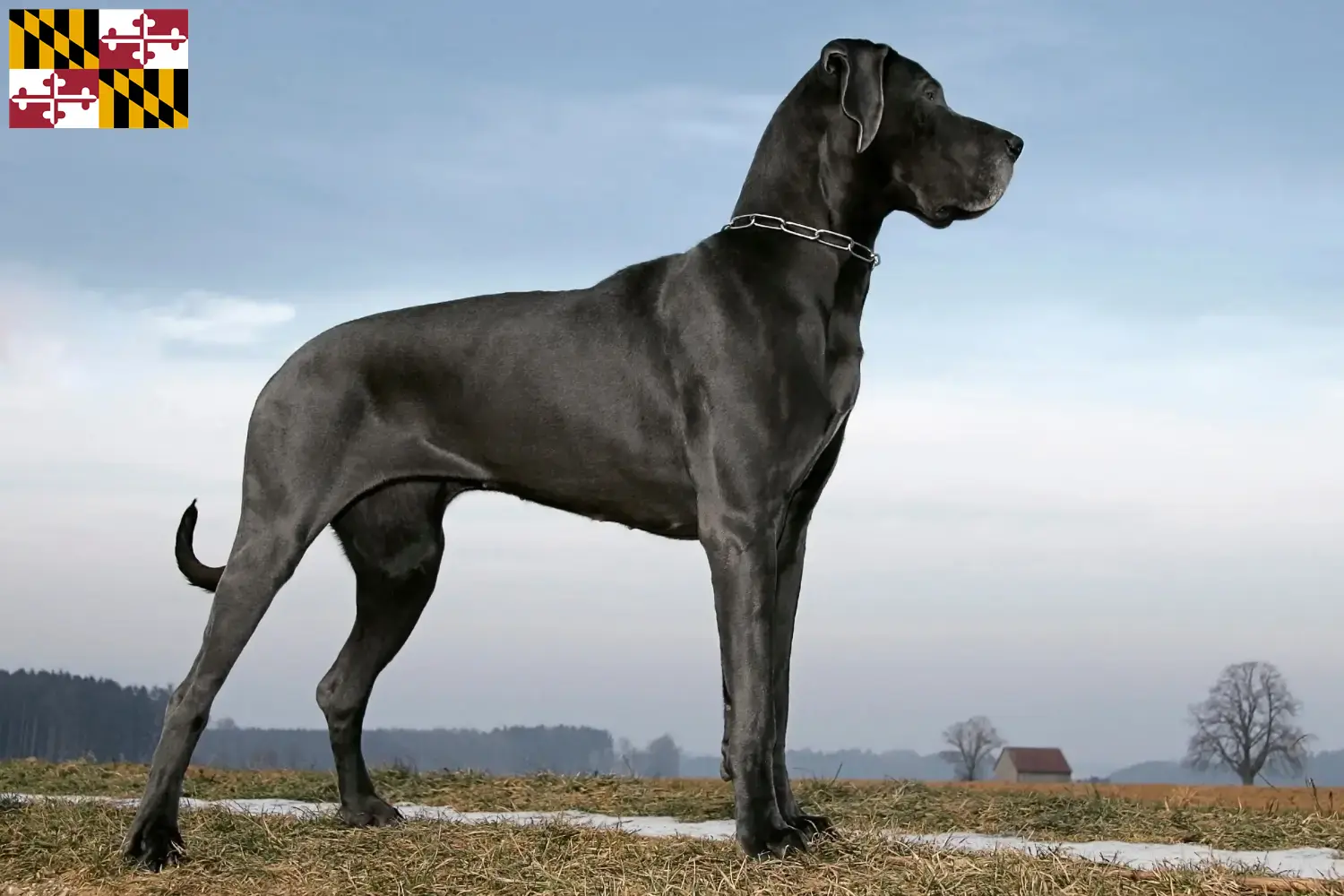 Great Dane puppies and breeder Maryland Find Great Dane breeders in Maryland.