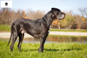 Read more about the article Great Dane breeders and puppies in Massachusetts