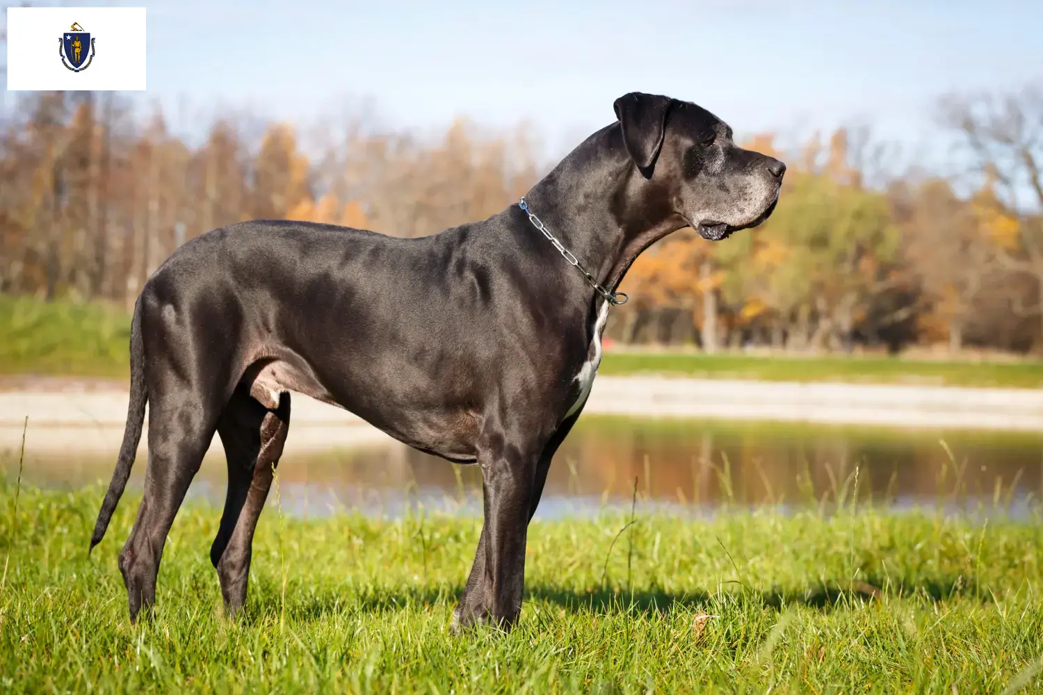 Read more about the article Great Dane breeders and puppies in Massachusetts