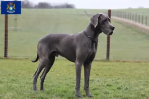 Read more about the article Great Dane breeders and puppies in Michigan