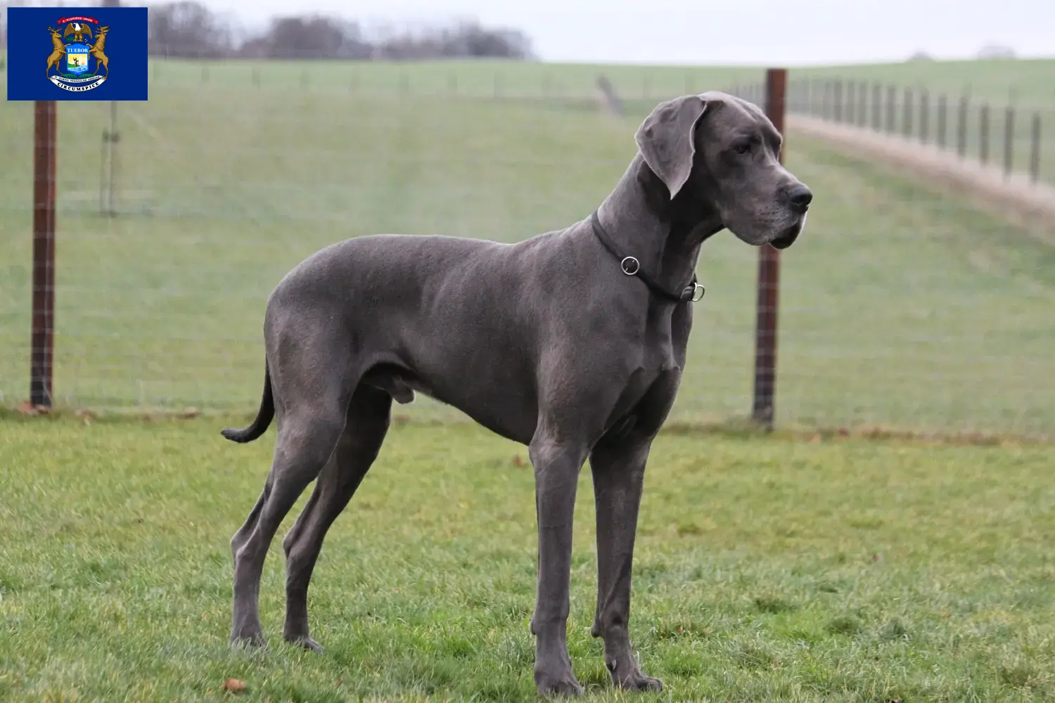 Read more about the article Great Dane breeders and puppies in Michigan