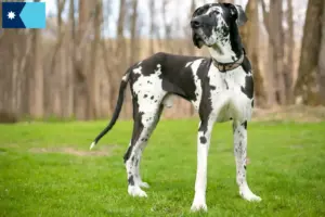 Read more about the article Great Dane breeders and puppies in Minnesota