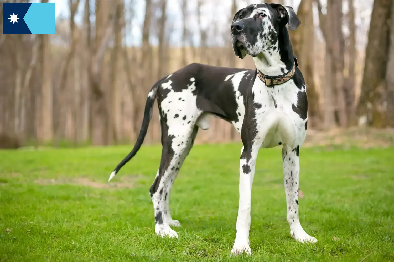 Read more about the article Great Dane breeders and puppies in Minnesota
