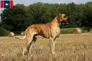 Read more about the article Great Dane breeders and puppies in Mississippi