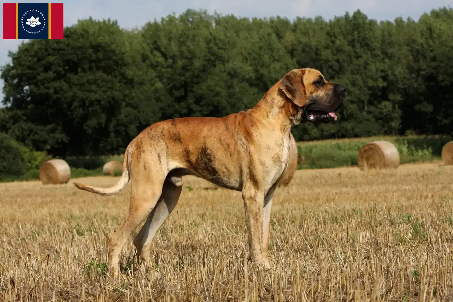 Read more about the article Great Dane breeders and puppies in Mississippi