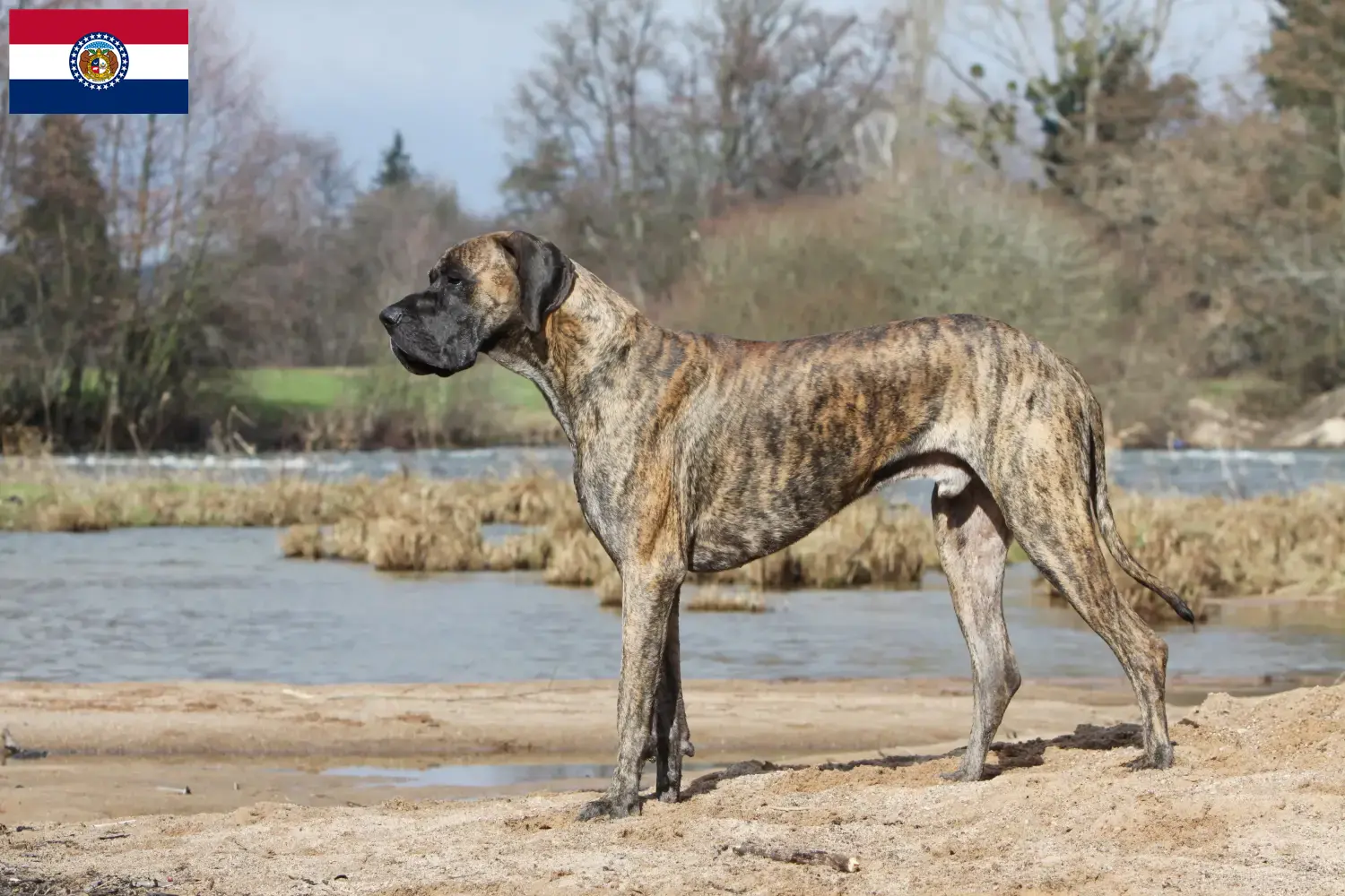 Read more about the article Great Dane breeders and puppies in Missouri