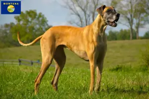 Read more about the article Great Dane breeders and puppies in Montana