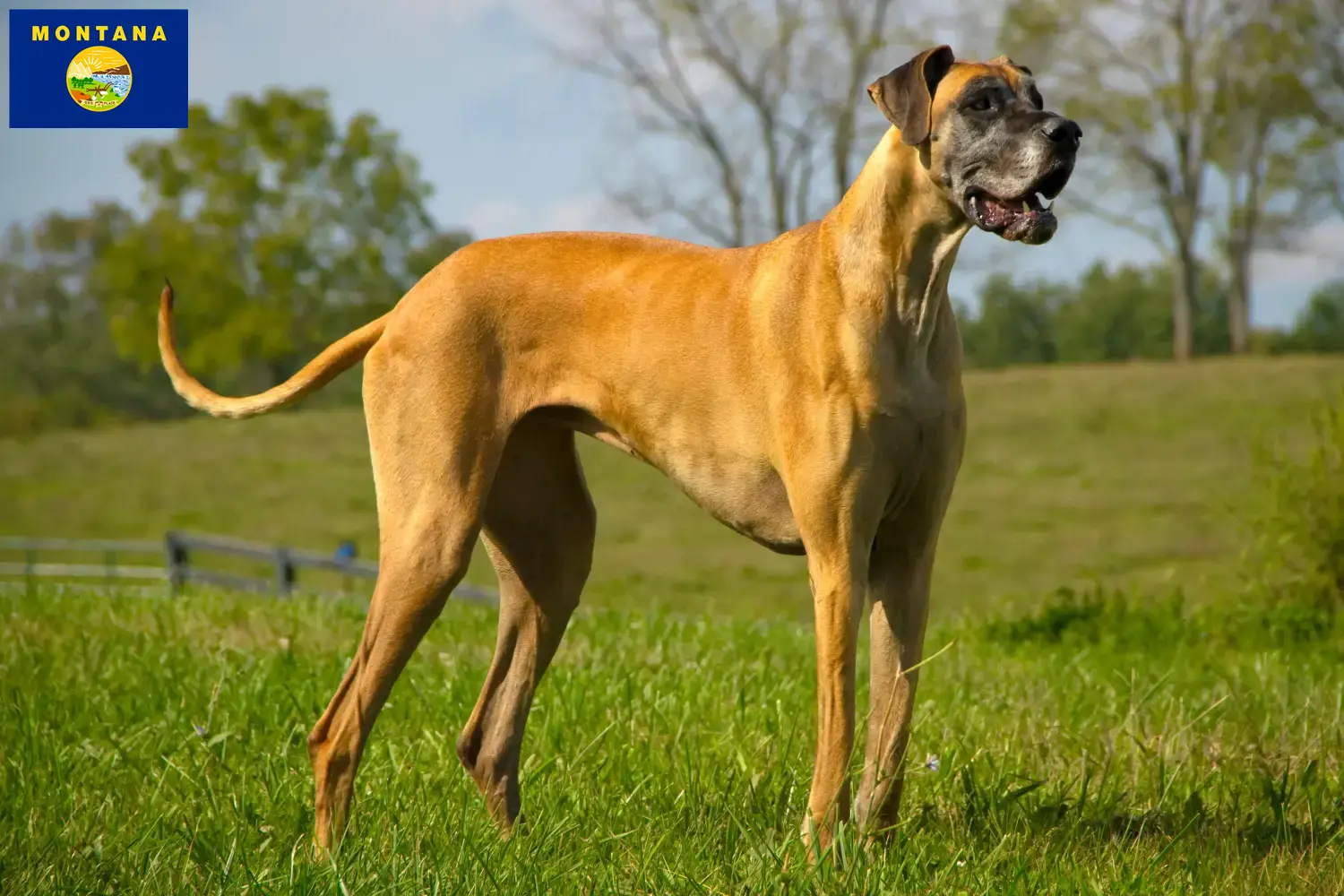 Read more about the article Great Dane breeders and puppies in Montana
