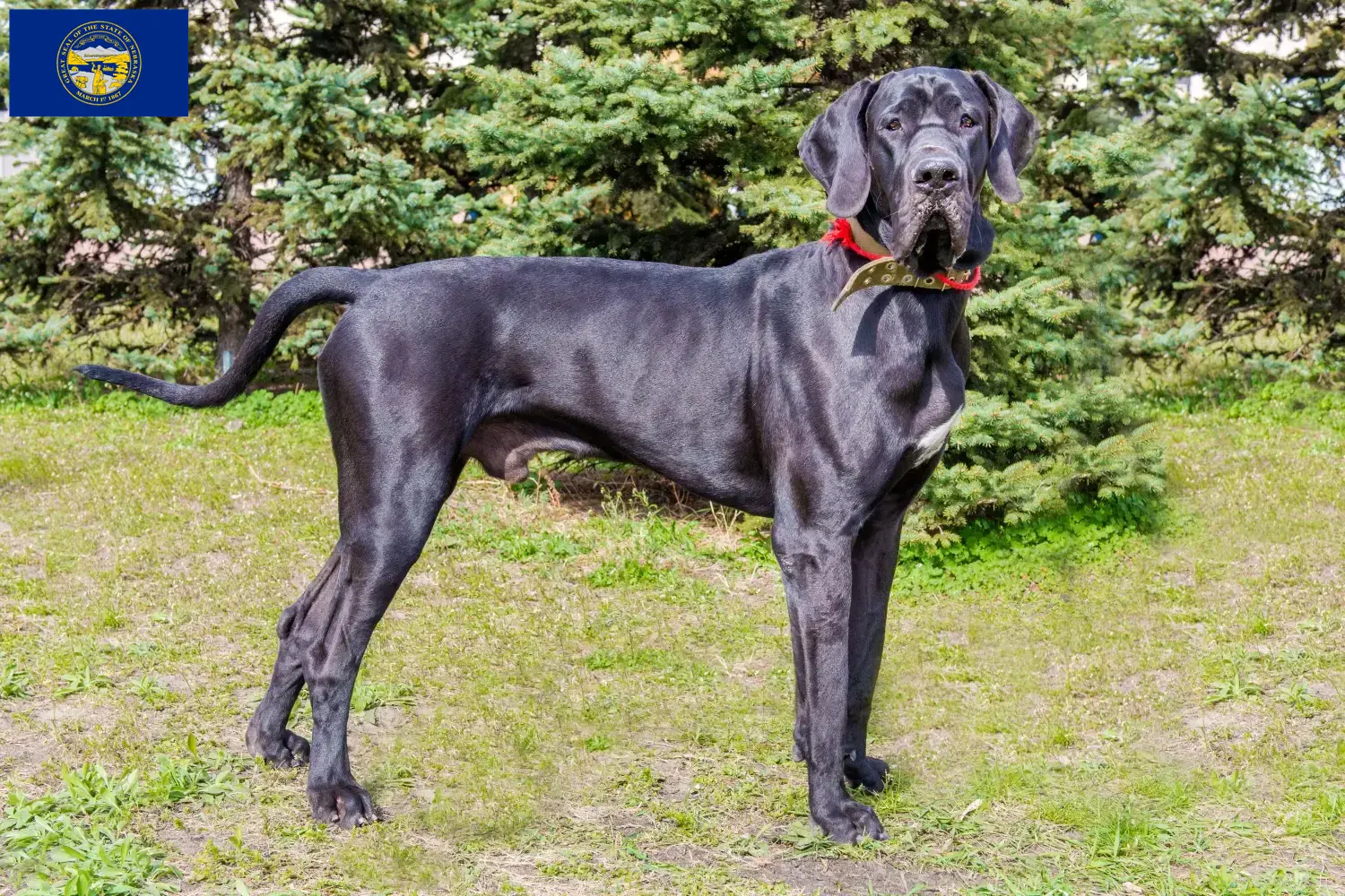 Read more about the article Great Dane breeders and puppies in Nebraska