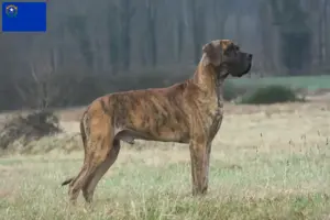 Read more about the article Great Dane breeders and puppies in Nevada