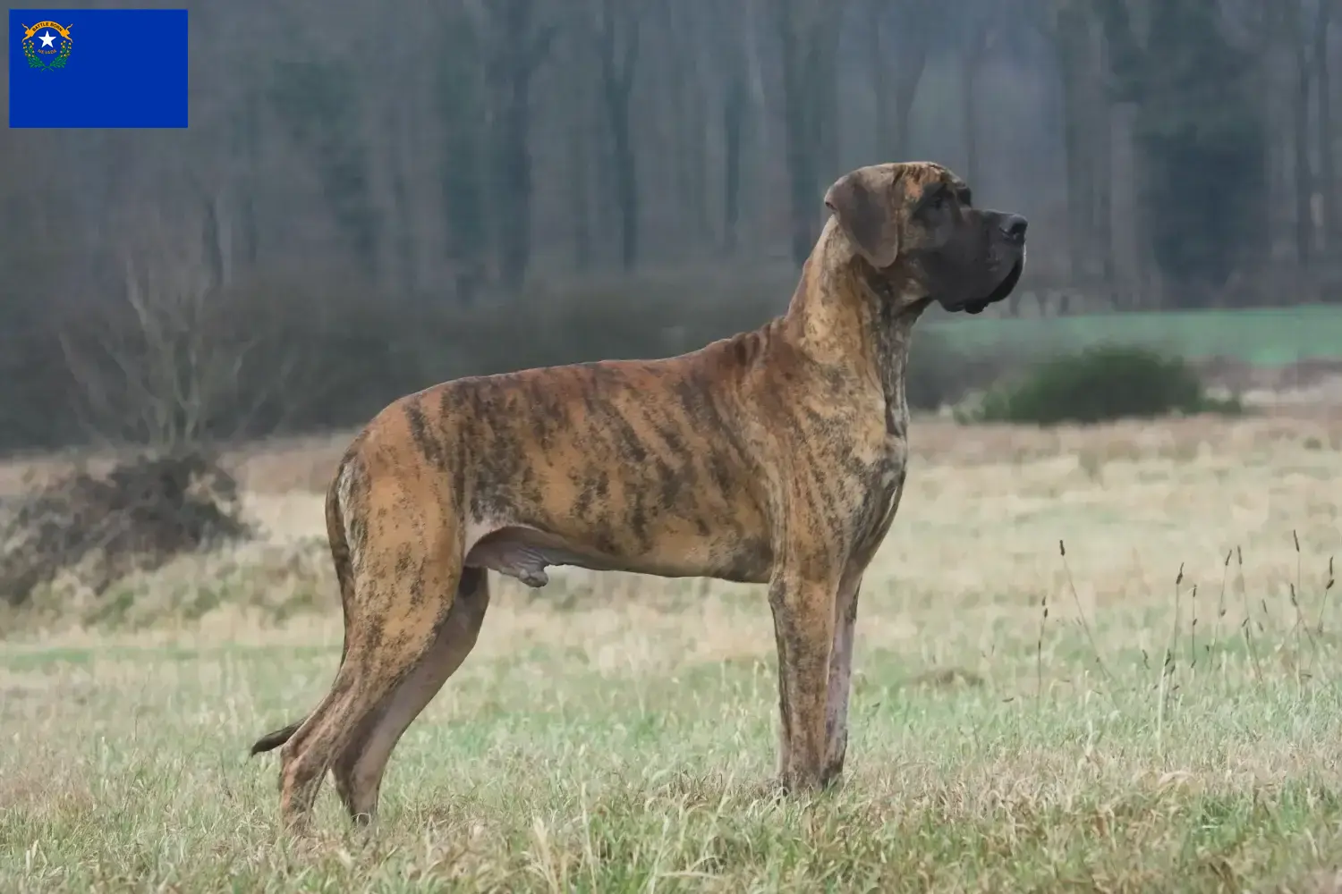 Read more about the article Great Dane breeders and puppies in Nevada