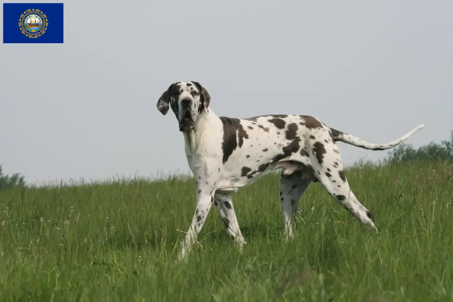 Read more about the article Great Dane breeders and puppies in New Hampshire