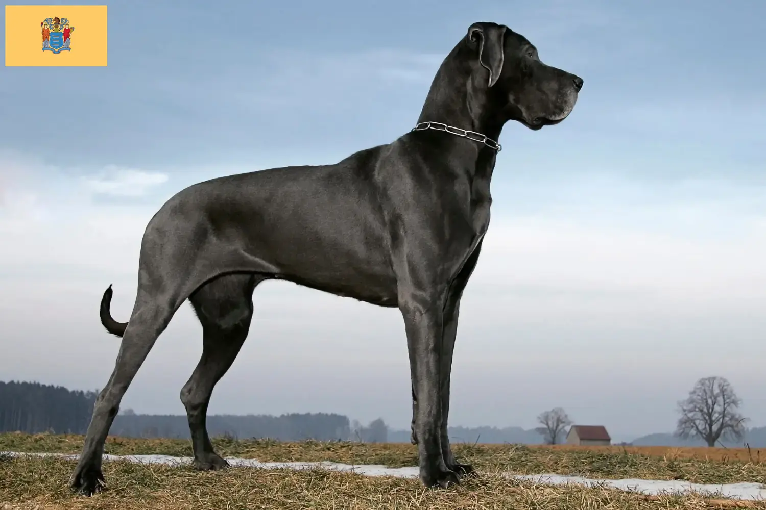 Read more about the article Great Dane breeders and puppies in New Jersey