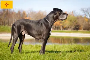 Read more about the article Great Dane breeders and puppies in New Mexico