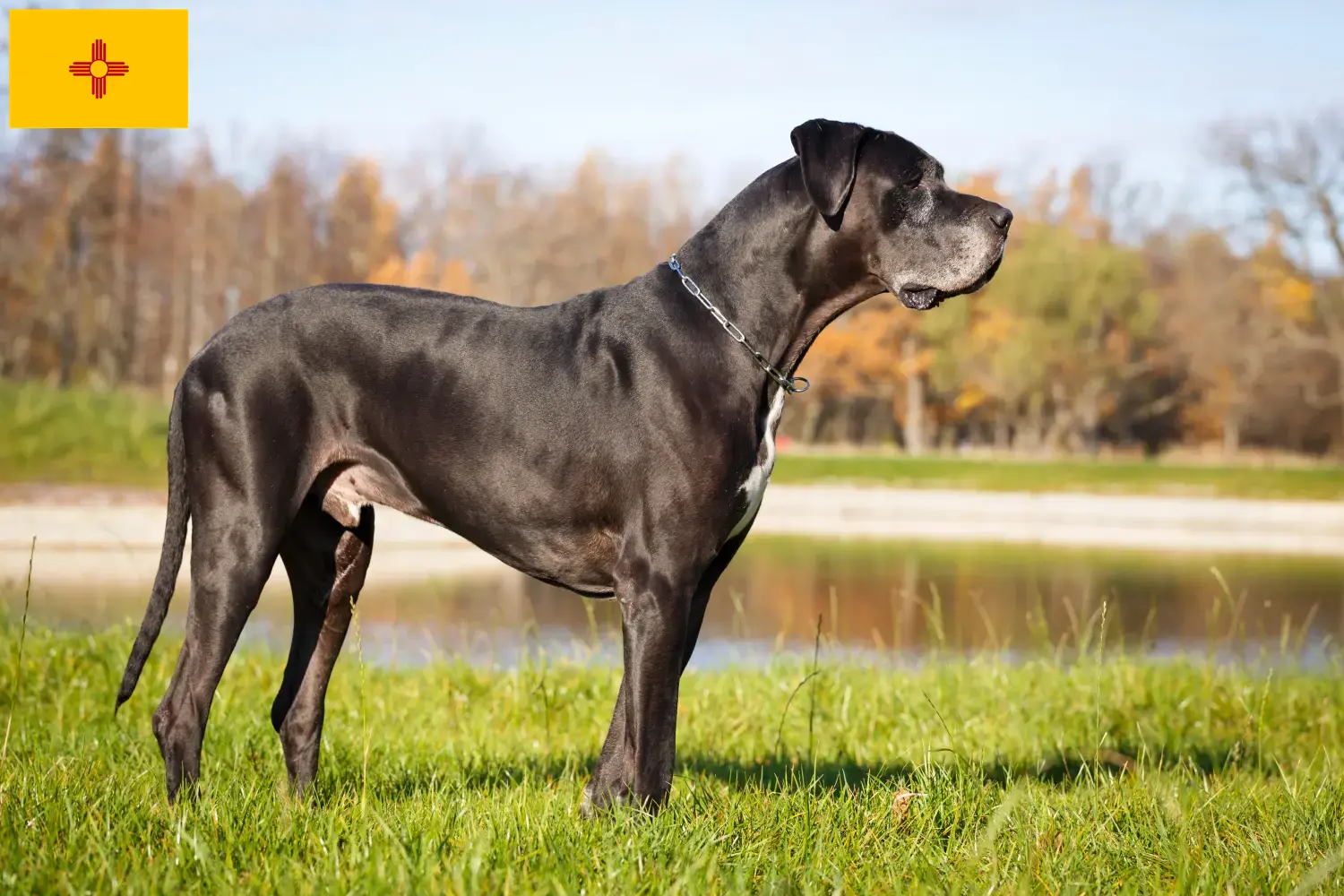 Great Dane puppies and breeder New Mexico Find Great Dane breeders in New Mexico.