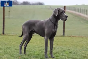Read more about the article Great Dane breeders and puppies in New York