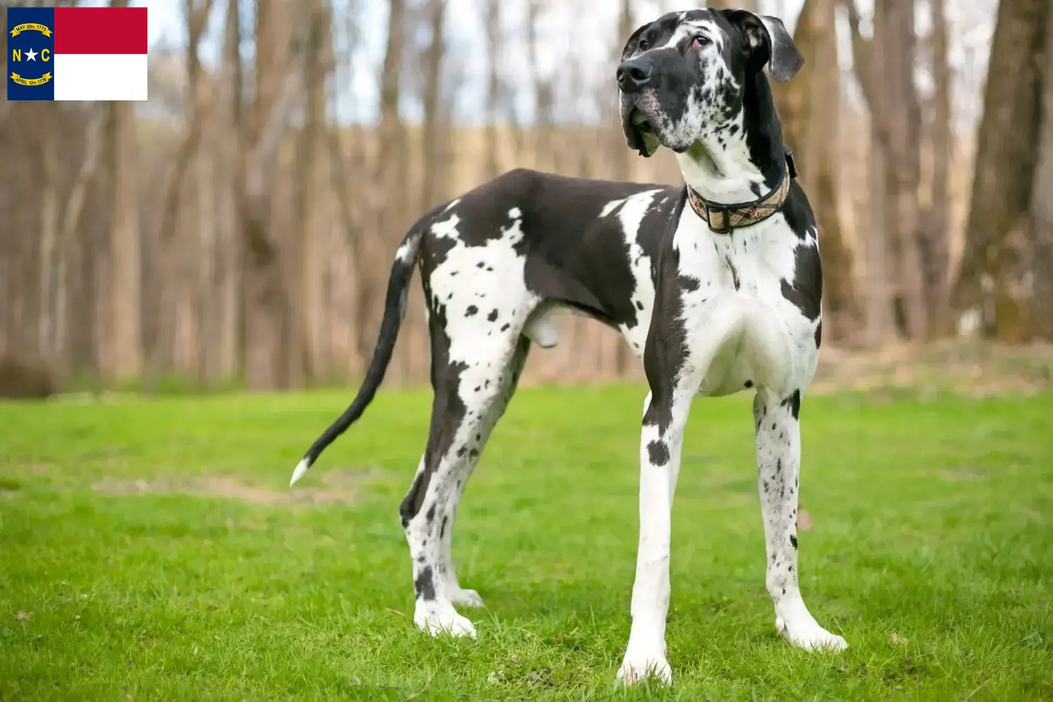 Great Dane puppies and breeders North Carolina Find Great Dane breeders in North Carolina.
