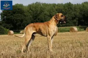 Read more about the article Great Dane breeders and puppies in North Dakota