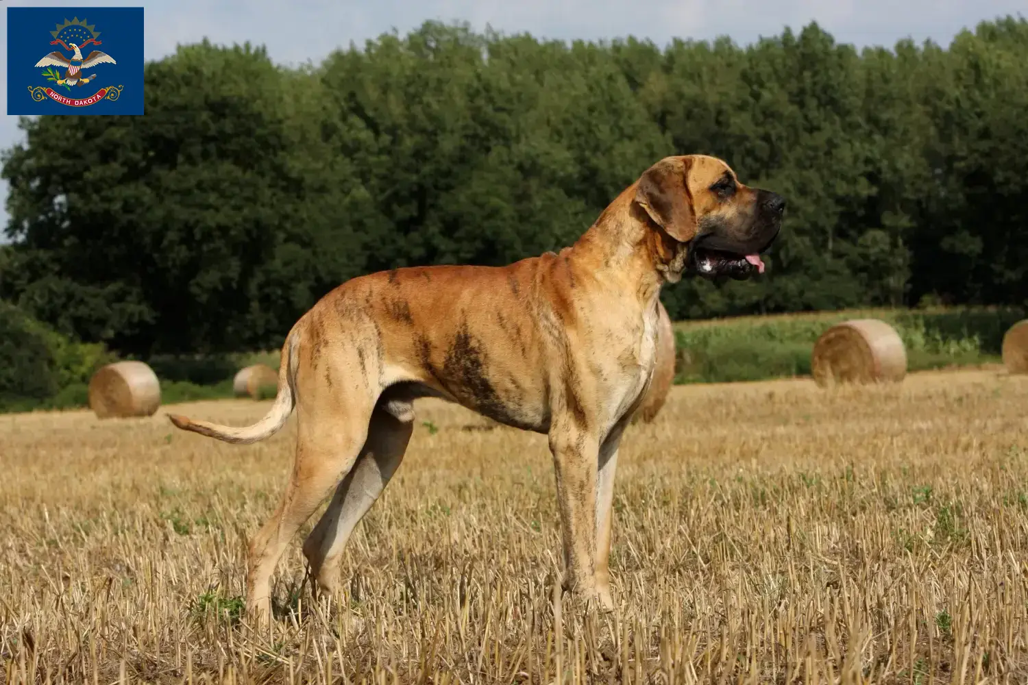 Great Dane puppies and breeder North Dakota Find Great Dane breeders in North Dakota.