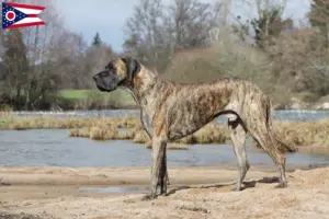 Read more about the article Great Dane breeders and puppies in Ohio