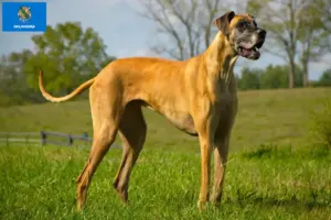 Read more about the article Great Dane breeders and puppies in Oklahoma