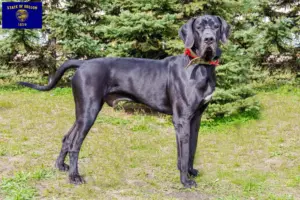 Read more about the article Great Dane breeders and puppies in Oregon