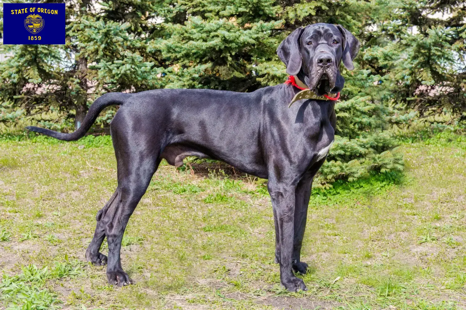 Great Dane puppies and breeder Oregon Here you can find Great Dane breeders in Oregon.