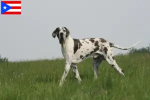 Read more about the article Great Dane breeders and puppies in Puerto Rico