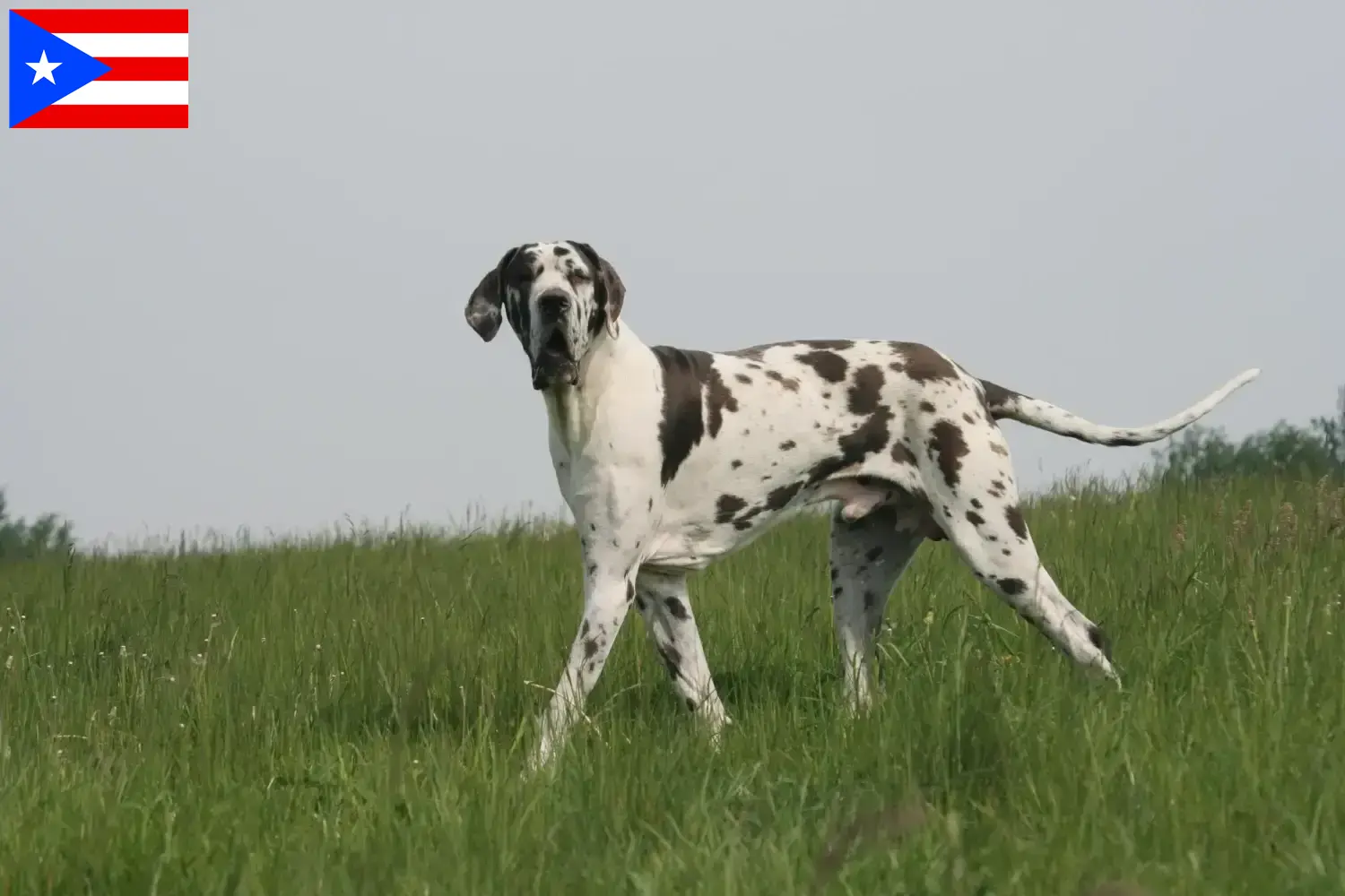Great Dane puppies and breeder Puerto Rico Find Great Dane breeders in Puerto Rico.