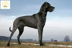 Read more about the article Great Dane breeders and puppies in Rhode Island