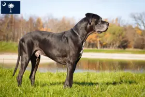 Read more about the article Great Dane breeders and puppies in South Carolina