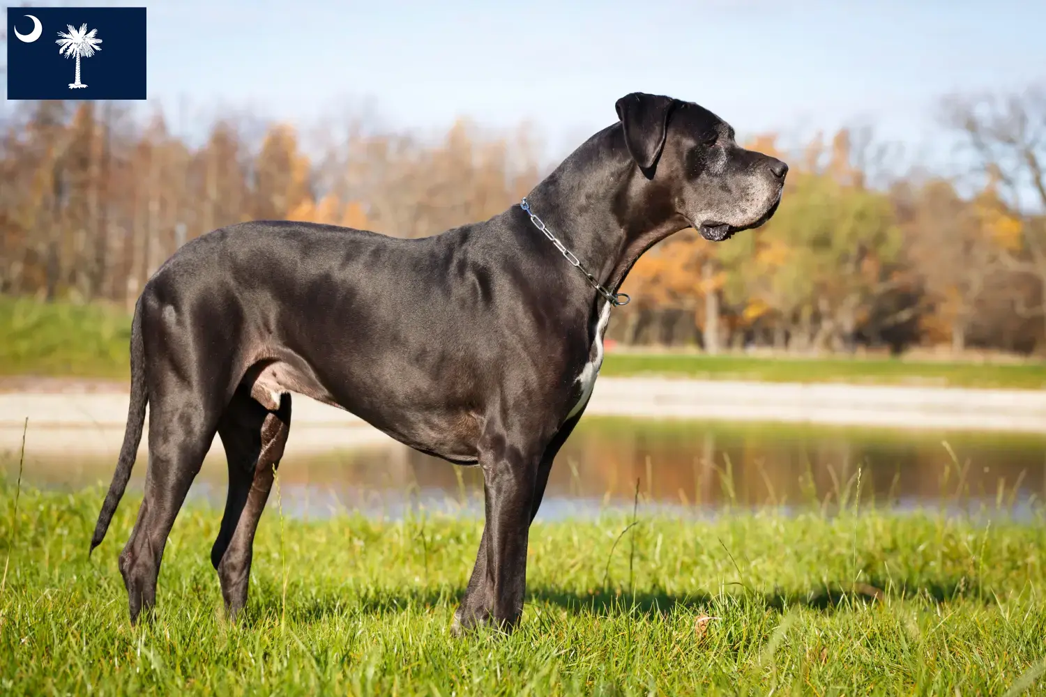 Great Dane puppies and breeders South Carolina Find Great Dane breeders in South Carolina.
