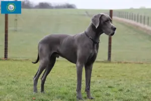 Read more about the article Great Dane breeders and puppies in South Dakota