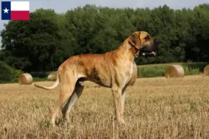 Read more about the article Great Dane breeders and puppies in Texas