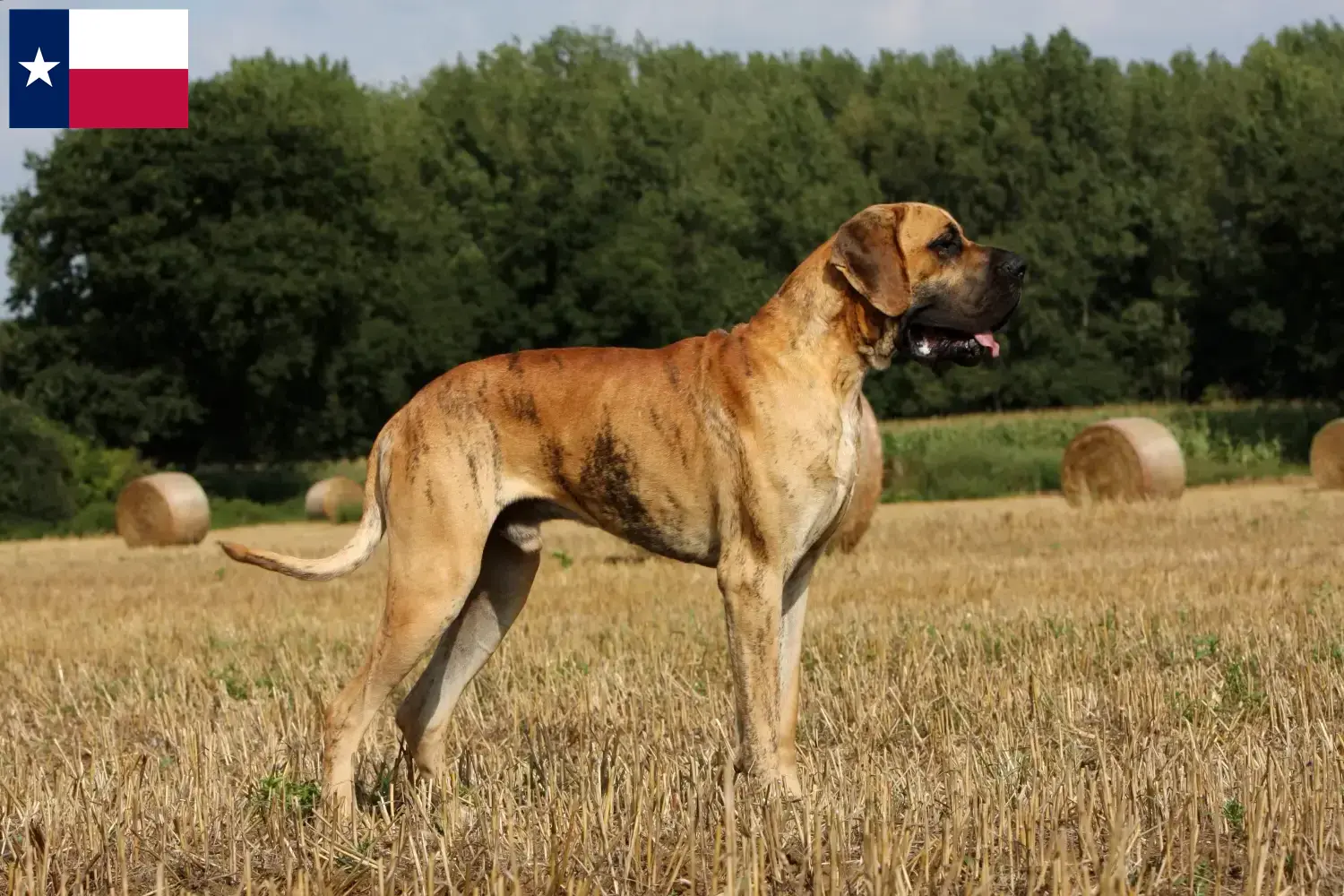 Read more about the article Great Dane breeders and puppies in Texas