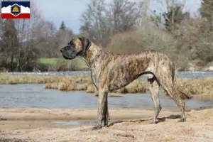 Read more about the article Great Dane breeders and puppies in Utah