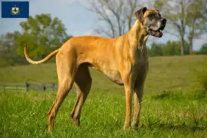Read more about the article Great Dane breeders and puppies in Vermont