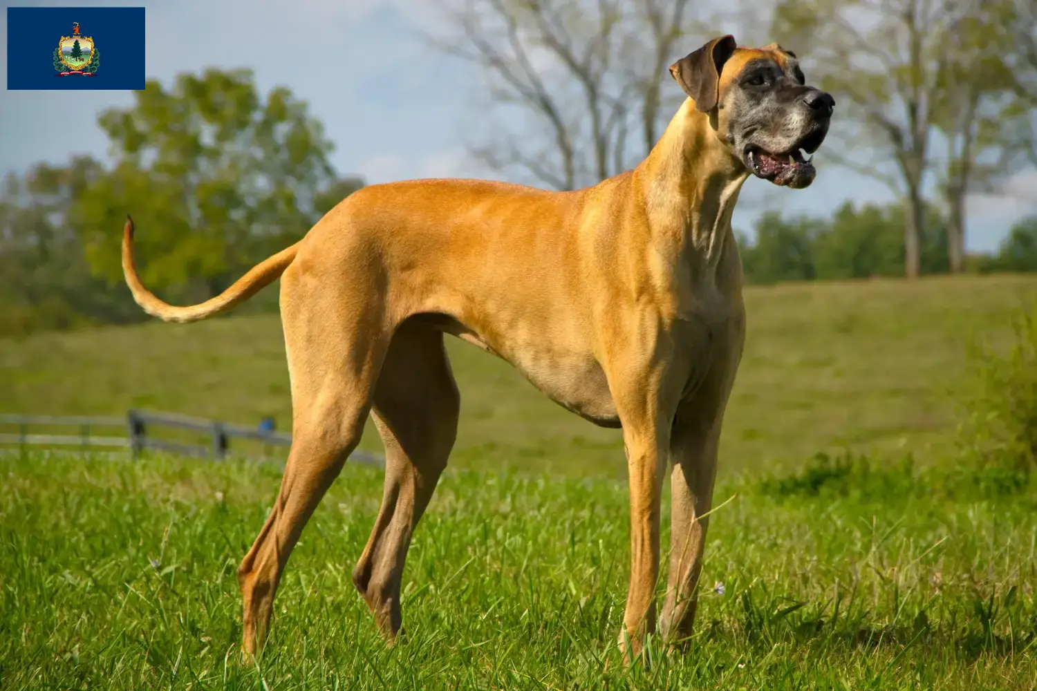 Great Dane puppies and breeder Vermont Find Great Dane breeders in Vermont.